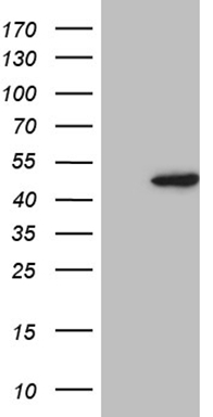 KCTD9 antibody