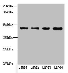 KCTD9 Antibody
