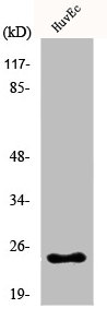 KDELR2 Antibody