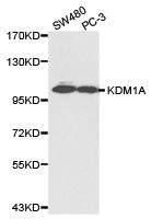 KDM1A Antibody