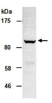 KDM1A antibody