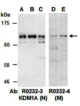 KDM1A antibody