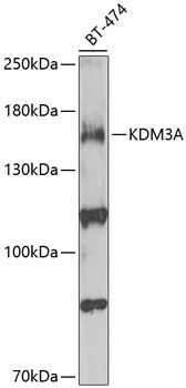 KDM3A antibody