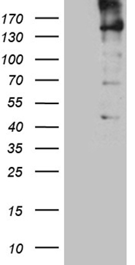 KDM3A / JHDM2A (KDM3A) antibody