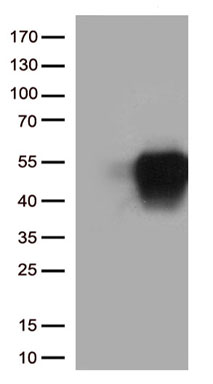 KDM3A / JHDM2A (KDM3A) antibody