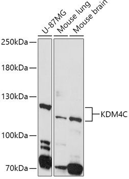 KDM4C antibody
