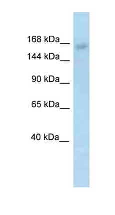 Kdm6a antibody