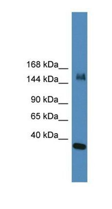 KDM6A antibody