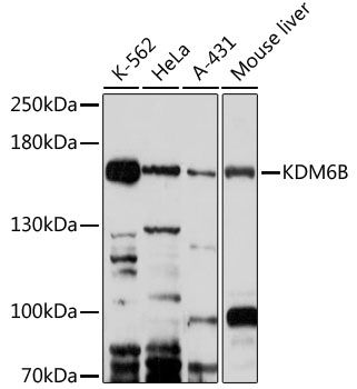 Kdm6b antibody