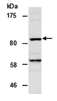 KDM7 antibody