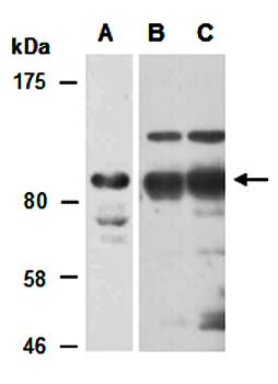 KDM7 antibody