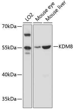 KDM8 antibody