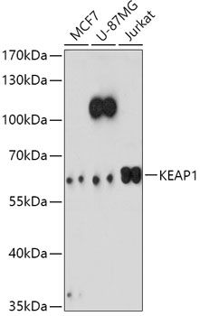 KEAP1 antibody