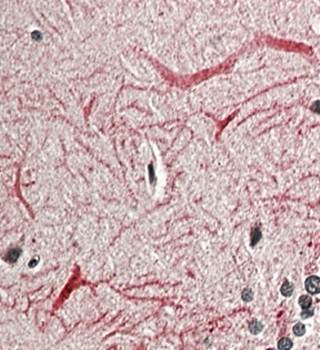 Goat anti-KEAP1 (aa41-53) Antibody