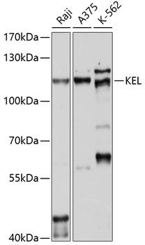 KEL antibody
