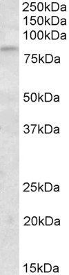 Goat anti-KLHL6 / Kelch-like 6 Antibody