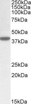 KEO4 antibody