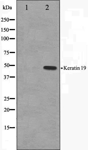 Keratin 19 antibody
