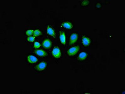 Keratin, type II cytoskeletal 4 antibody