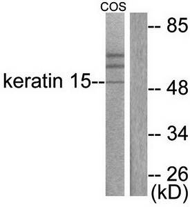 Keratin 15 antibody