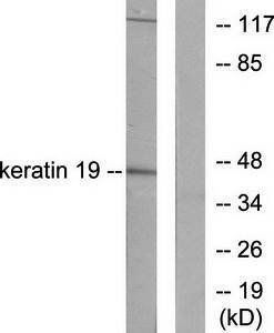 Keratin 19 antibody