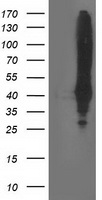 ketohexokinase Antibody