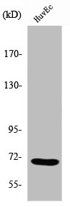 KHDRBS1 antibody