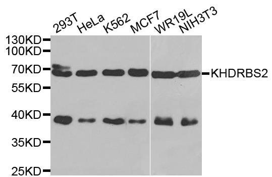 KHDRBS2 antibody