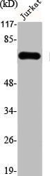 KHSRP Antibody
