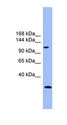 KIAA0226 antibody