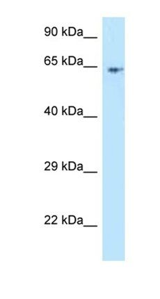 KIAA0226L antibody