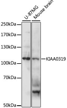 KIAA0319 antibody