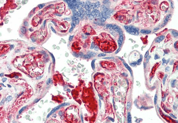 Goat anti-KIAA0319 Antibody