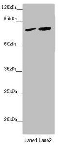 KIAA0391 Antibody