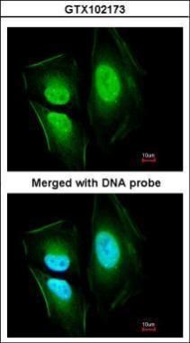 KIAA0494 antibody