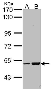 KIAA0494 antibody