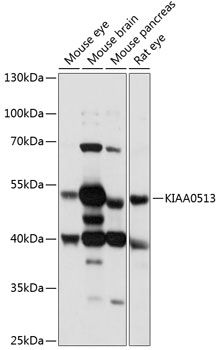 KIAA0513 antibody
