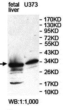KIAA0513 antibody