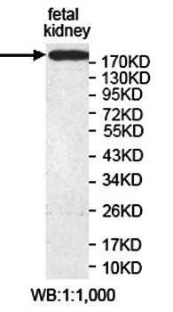 KIAA0802 antibody