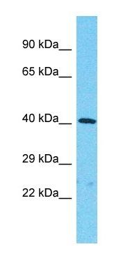KIAA1147 antibody