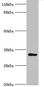 KIAA1191 antibody