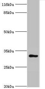 KIAA1191 Antibody