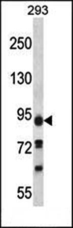KIAA1274 antibody