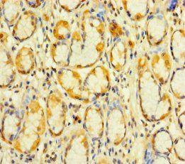 KIAA1324L Antibody