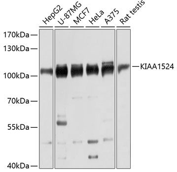KIAA1524 antibody