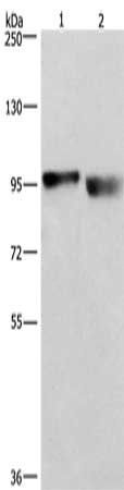 KIAA1524 antibody