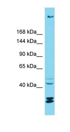 KIAA1551 antibody