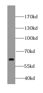 KIAA1598 antibody