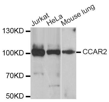 CCAR2 antibody