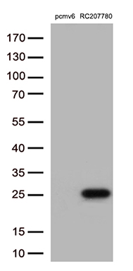 KIAA1970 Antibody